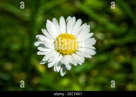 One white daisy flower on a green background, top view Stock Photo