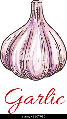 Garlic vegetable icon. Isolated garlic bulb. Vegetarian fresh food product sign for sticker, grocery shop, farm store element Stock Vector