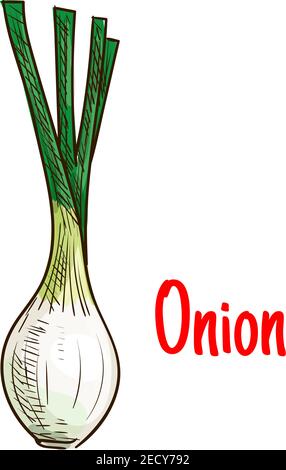 Green onion vegetable sketch. Isolated scallion with green leaves icon. Agriculture harvest, vegetarian salad menu design Stock Vector