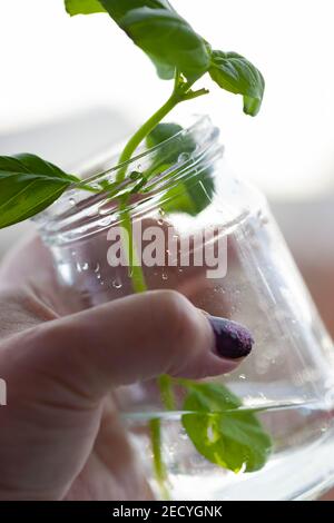 Close-up of a hand holding a glass jar containing water & green herb stems Stock Photo