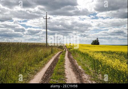 Rural dirt road in bloom rapeseed field, farmland landscape Stock Photo