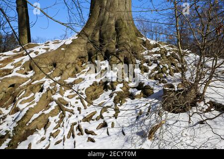 View on isolated tree roots partly covered with snow and ice agains blue sky in german forest Stock Photo