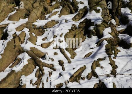 Close up of isolated tree roots partly covered with snow and ice agains blue sky in german forest - natural background Stock Photo