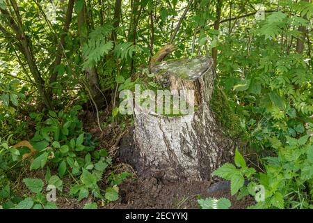 Old birch stumpOld birch stump in the forest. remnants of felled tree, deforestation Stock Photo