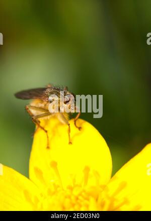 Yellow dung fly Stock Photo