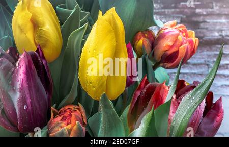 Bouquet of coloured tulips, close-up. Fresh Dutch tulips in water drops on the street of Amsterdam. Stock Photo