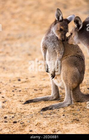Tender moment between young Western Grey Kangaroo and mother, Western Australia Stock Photo