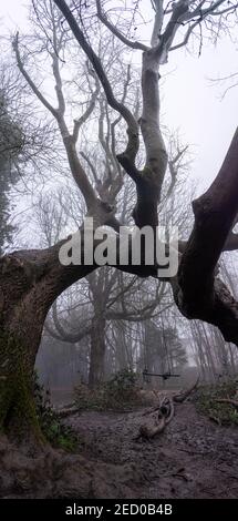 Twisted tree in misty woodland Stock Photo