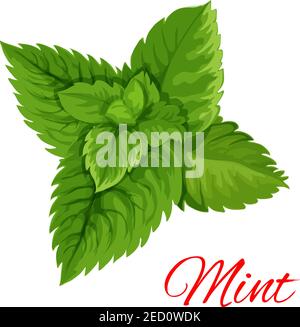 Mint emblem. Vector isolated leaves bunch of mint herb. Cooking, mojito juice cocktail, chewing gum and salad dressing ingredient for decoration, pack Stock Vector