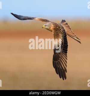 Red kite (Milvus milvus), flying over a field against a blue sky, Extremadura, Spain Stock Photo