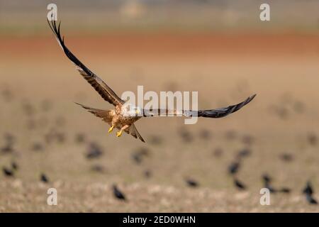 Red kite (Milvus milvus), flying over a field with starlings, Extremadura, Spain Stock Photo