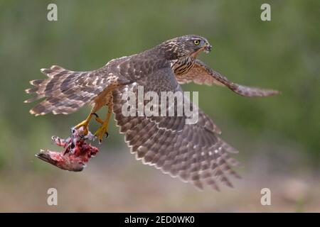 Northern goshawk (Accipiter gentilis), in juvenile plumage, Red Goshawk, in flight with prey nest, Extremadura, Spain Stock Photo