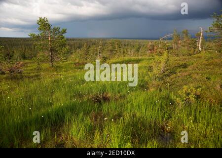 Slope bog in Riisitunturi National Park, Kuusamo, North Ostrobothnia, Finland Stock Photo