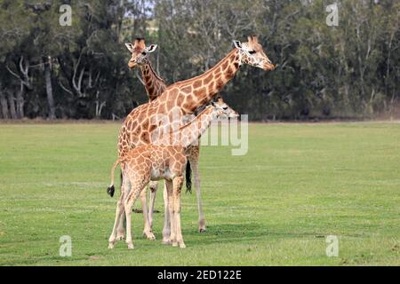 Rothschild's giraffe (Giraffa camelopardalis rothschildi), adult, juvenile, group, three animals, family, on lawn, captive, Mogo, New South Wales Stock Photo