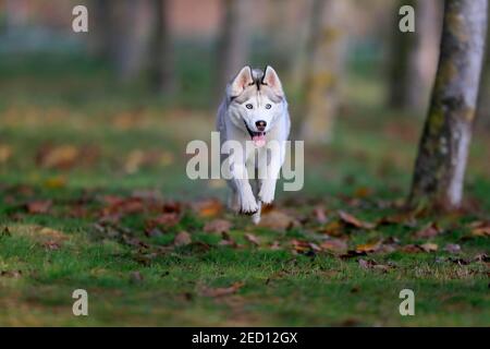 Siberian husky (Canis lupus familiaris), adult, female, running, sled dog, Rhineland-Palatinate, Germany Stock Photo