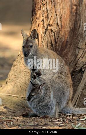 Red-necked wallaby (Macropus rufogriseus), Bennett's kangaroo, adult, female, young looking out of pouch, Cuddly Creek, South Australia, Australia Stock Photo