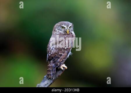Pygmy owl (Glaucidium passerinum), adult, waiting, autumn, watchful, Bohemian Forest, Czech Republic Stock Photo