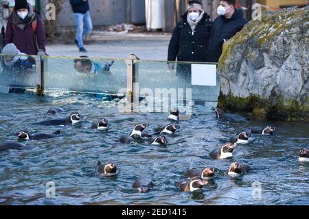 Vienna, Austria. 14th Feb, 2021. Humboldt penguins are seen in Schonbrunn Zoo, Vienna, Austria, on Feb. 14, 2021. Animals at the Schonbrunn Zoo meet tourists in the first weekend after Austria relaxed it's third COVID-19 lockdown. Schonbrunn Zoo is one of the oldest zoos in Europe which is home to many animals including pandas from China. Credit: Guo Chen/Xinhua/Alamy Live News Stock Photo