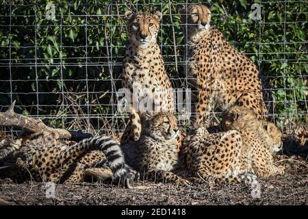 Vienna, Austria. 14th Feb, 2021. Cheetahs are seen in Schonbrunn Zoo, Vienna, Austria, on Feb. 14, 2021. Animals at the Schonbrunn Zoo meet tourists in the first weekend after Austria relaxed it's third COVID-19 lockdown. Schonbrunn Zoo is one of the oldest zoos in Europe which is home to many animals including pandas from China. Credit: Guo Chen/Xinhua/Alamy Live News Stock Photo