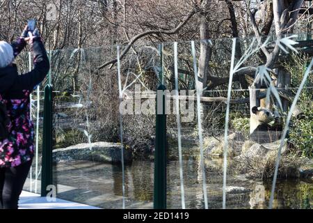 Vienna, Austria. 14th Feb, 2021. A visitor takes photo of Yang Yang, a giant panda from China, in Schonbrunn Zoo, Vienna, Austria, on Feb. 14, 2021. Animals at the Schonbrunn Zoo meet tourists in the first weekend after Austria relaxed it's third COVID-19 lockdown. Schonbrunn Zoo is one of the oldest zoos in Europe which is home to many animals including pandas from China. Credit: Guo Chen/Xinhua/Alamy Live News Stock Photo