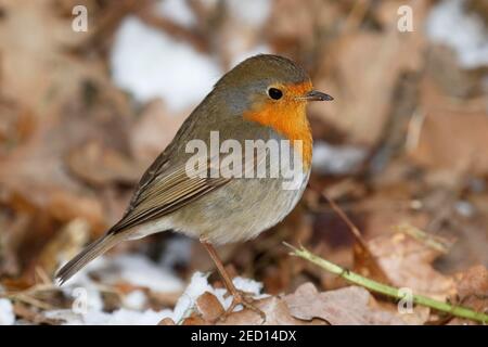 European robin (Erithacus rubecula) in winter, Schleswig-Holstein, Germany Stock Photo