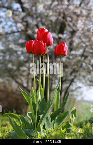 Spring flowers, tulips in early spring are a wonderful garden delightful Stock Photo