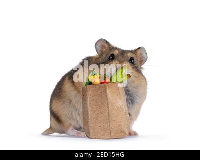 Hamster dollhouse outlet