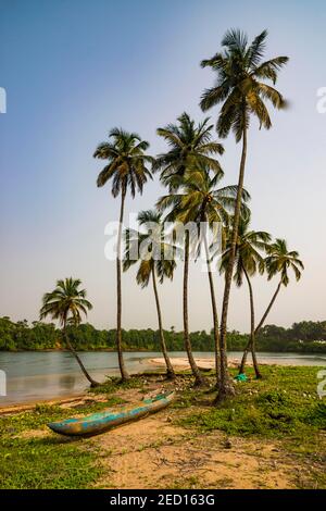 Palm trees and dugout, river near the ocean, south of Buchanan, Liberia Stock Photo