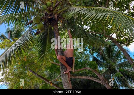 Port Barton, Philippines - 25 Nov 2018: Coco climber picks up coconuts from palm tree. Coco climbing man at work. Dangerous low-paid job in asian coun Stock Photo