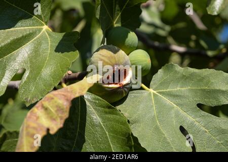 Fig growing on tree in the sunset Stock Photo