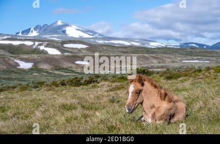 Norwegian fjord horse, foal in grass, behind mountain Snohetta, Dovrefjell National Park, Oppdal, Norway Stock Photo