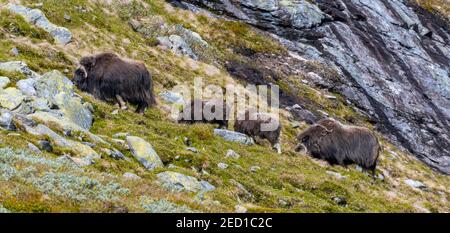 Two musk oxen (Ovibos moschatus) with two young animals in the tundra, Dovrefjell National Park, Oppdal, Norway Stock Photo