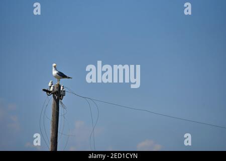 Seagull on an electric pole in Axios River (Axios Delta National Park) Veroia, Central Macedonia Greece. Stock Photo