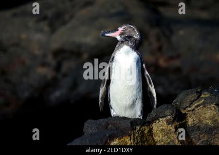 Galapagos Penguin (Spheniscus mendiculus) on lava rock, Bartolome Island, Galapagos, Ecuador Stock Photo