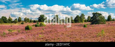 Panorama, typical heath landscape with blooming heather under blue sky with clouds, Lueneburger Heide, Lower Saxony, Germany Stock Photo