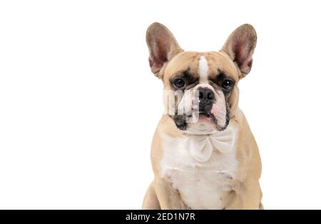 French bulldog feel angry and look at camera isolated on white backgrond, pets and emotion dog concept Stock Photo