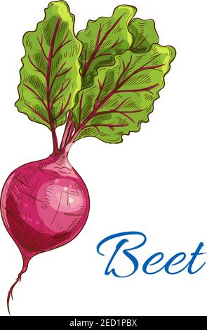 Beet. Fresh farm vegetable icon with leaves. Vector isolated sketch emblem of ripe beet tuber. Vegetarian product design for grocery shop, food market Stock Vector