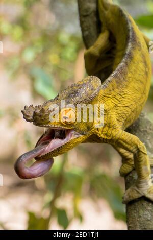 Amazing chameleon sitting on mossy twig on Madagascar Stock Photo