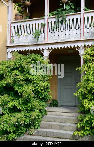Climbing hoards in front of a wooden veranda( Hydrangea anomala ssp. petiolaris) , Linkoeping Open Air Museum, Sweden Stock Photo