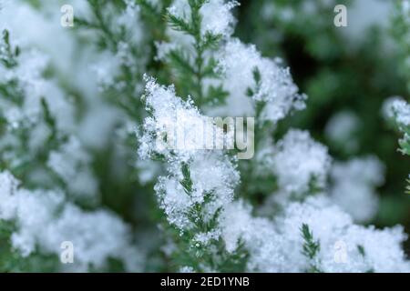 Lawson Cypress tree with snow background. Lawson Cypress Tree in winter. Chamaecyparis lawsoniana desktop wallpaper. Evergreen conifer with snowflakes Stock Photo