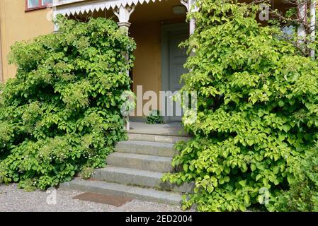 Climbing hoards in front of a wooden veranda( Hydrangea anomala ssp. petiolaris) , Linkoeping Open Air Museum, Sweden Stock Photo
