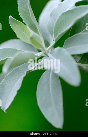 Indian smoking sage ( Salvia apiana) Stock Photo