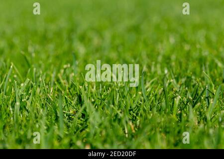 Close-up shot of mowed lawn. Green grass natural background texture. Stock Photo