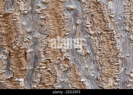 Pawlownia tree bark close-up shot. Paulownia tomentosa bark surface. Natural structure of the rhytidome - crushed outer bark. Outer sheath of the trun Stock Photo