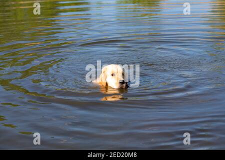 Golden Retriever swimming in lake. Hound hunting in pond. Dog is exercising and training in reservoir. Stock Photo