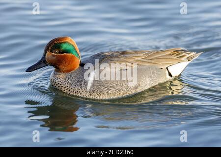 Green-winged teal adult breeding male swimming. Stock Photo
