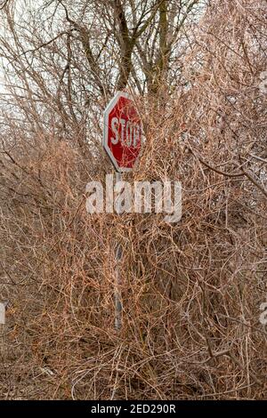 Traffic stop sign half hidden behind the trees and bushes. Overgrown bushes blocking stop sign are putting drivers at risk. Secret road sign. Sign alm Stock Photo