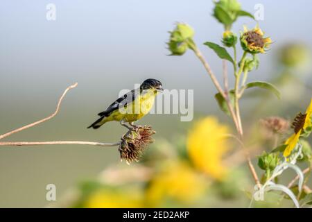 Adult male Lesser Goldfinch on Annual Sunflower.  Bosque del Apache National Wildlife Refuge, New Mexico, USA. Stock Photo