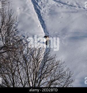 A pack of stray dogs in the winter forest on a path in the snow Stock Photo