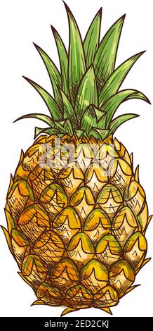 Pineapple fruit. Exotic tropical isolated fruit icon of whole pineapple with green leaves. Fresh juicy natural fruit for pineapple juice, jam, marmala Stock Vector